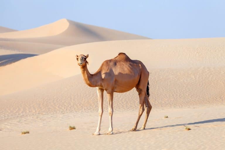 dromadaire chameau Arabie désert sable animal