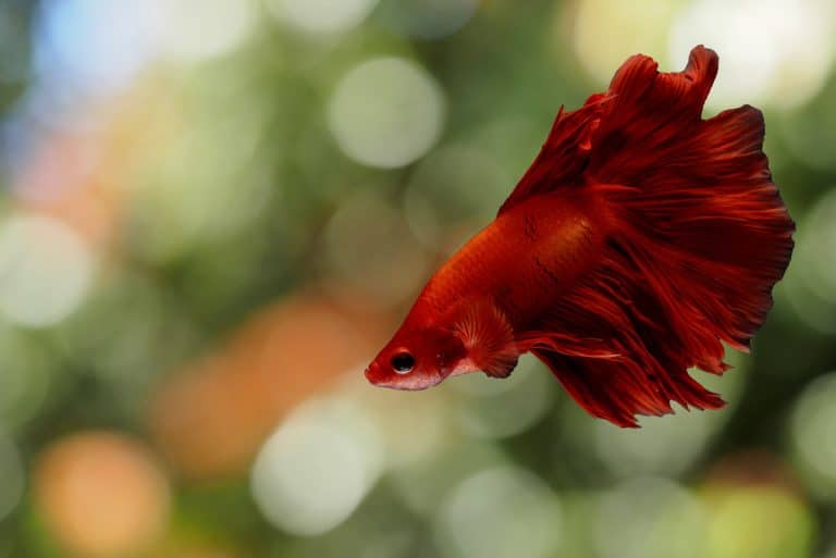poisson rouge combattant espèce aquatique aquarium