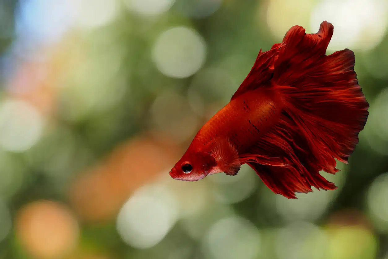 Le Combattant, un poisson d’exception