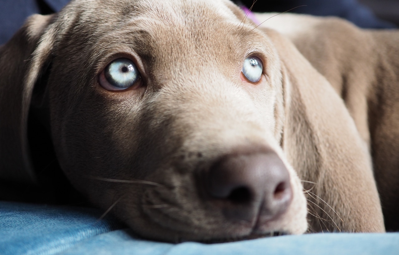 yeux bleus chien braque de Weimar race