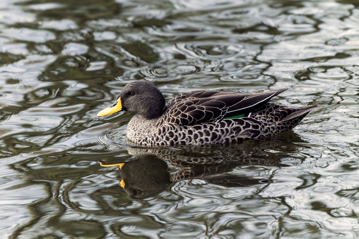 canard bec jaune espèce oiseau nager eau