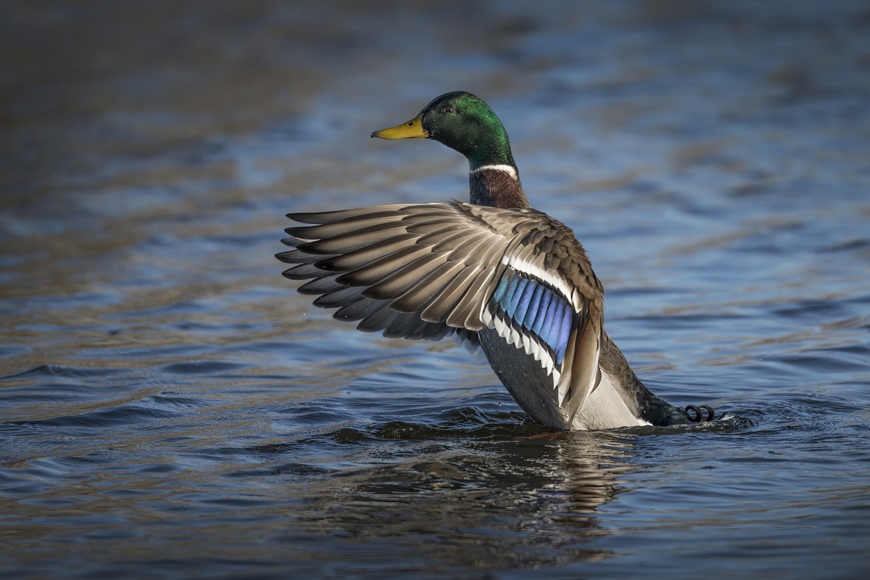 canard colvert espèce oiseau eau aquatique voler ailes