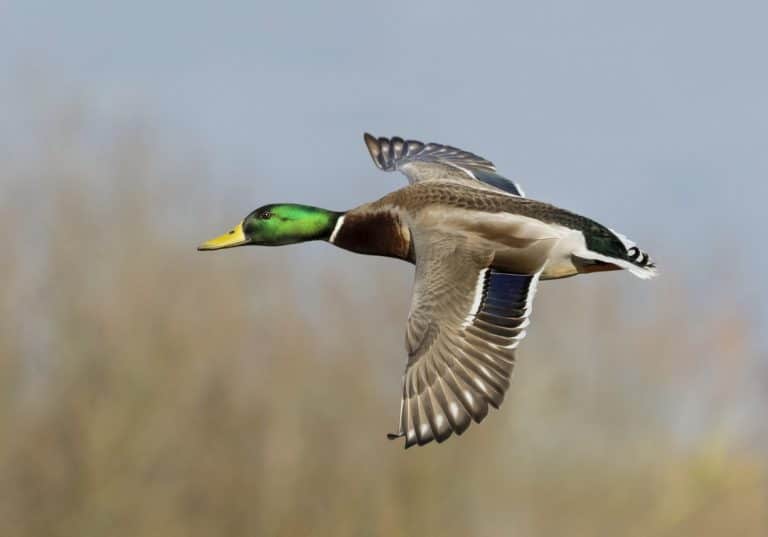 canard colvert voler air ciel plumes ailes espèce oiseau