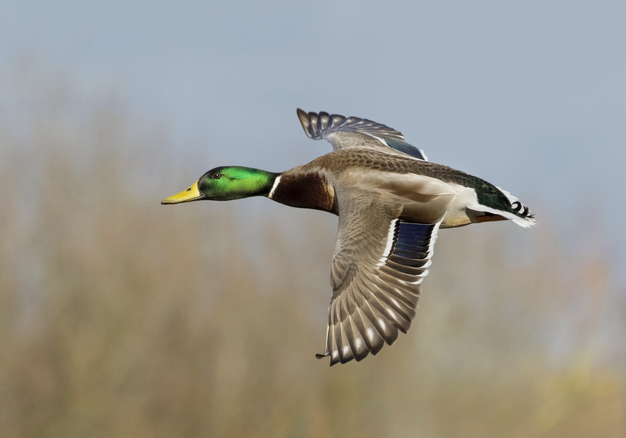 Le canard, un oiseau sous-estimé
