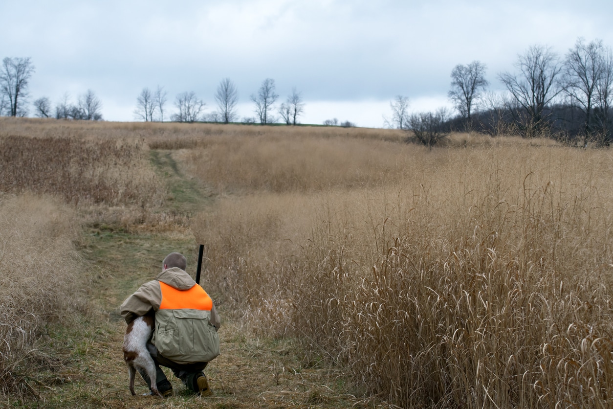 chien de chasse paysage campagne chasseur