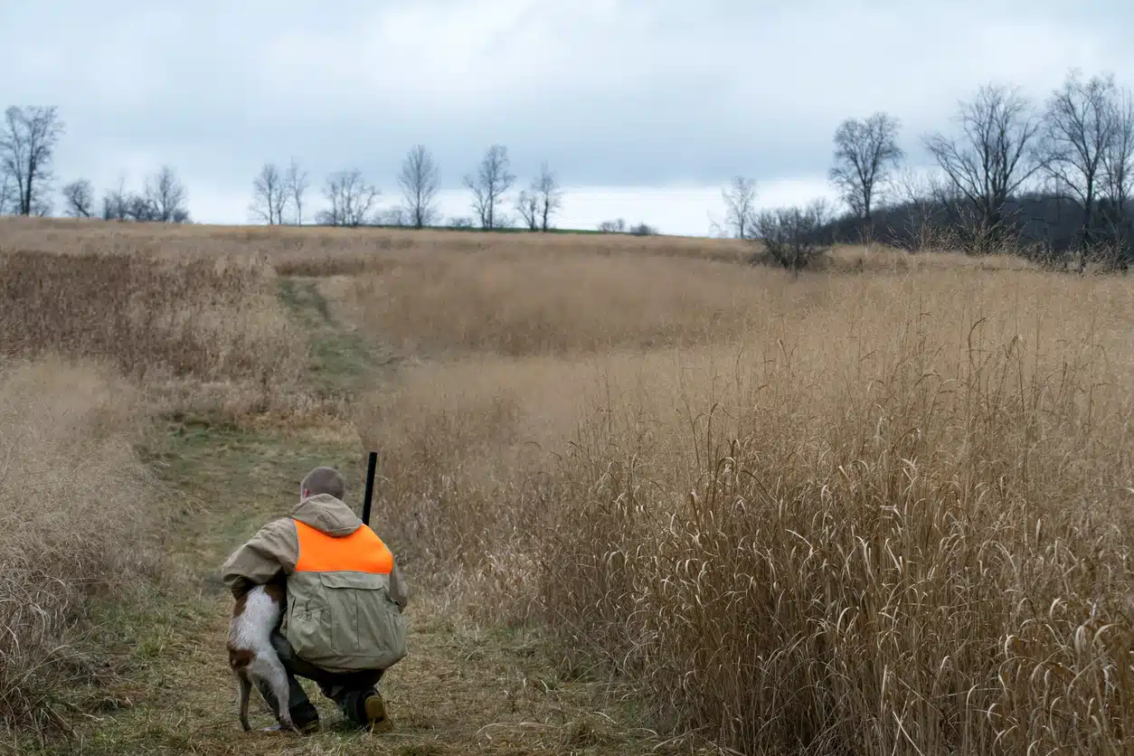chien de chasse paysage campagne chasseur