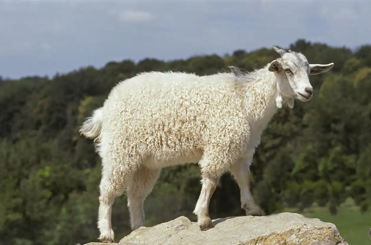 chèvre angora rocher laine animal élevage