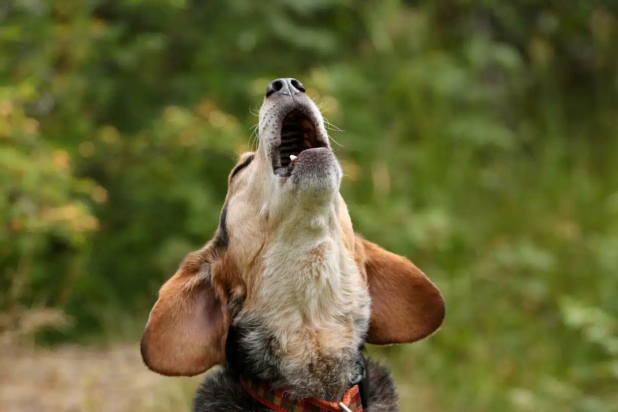 chien aboie aboyer aboiements excessifs animal