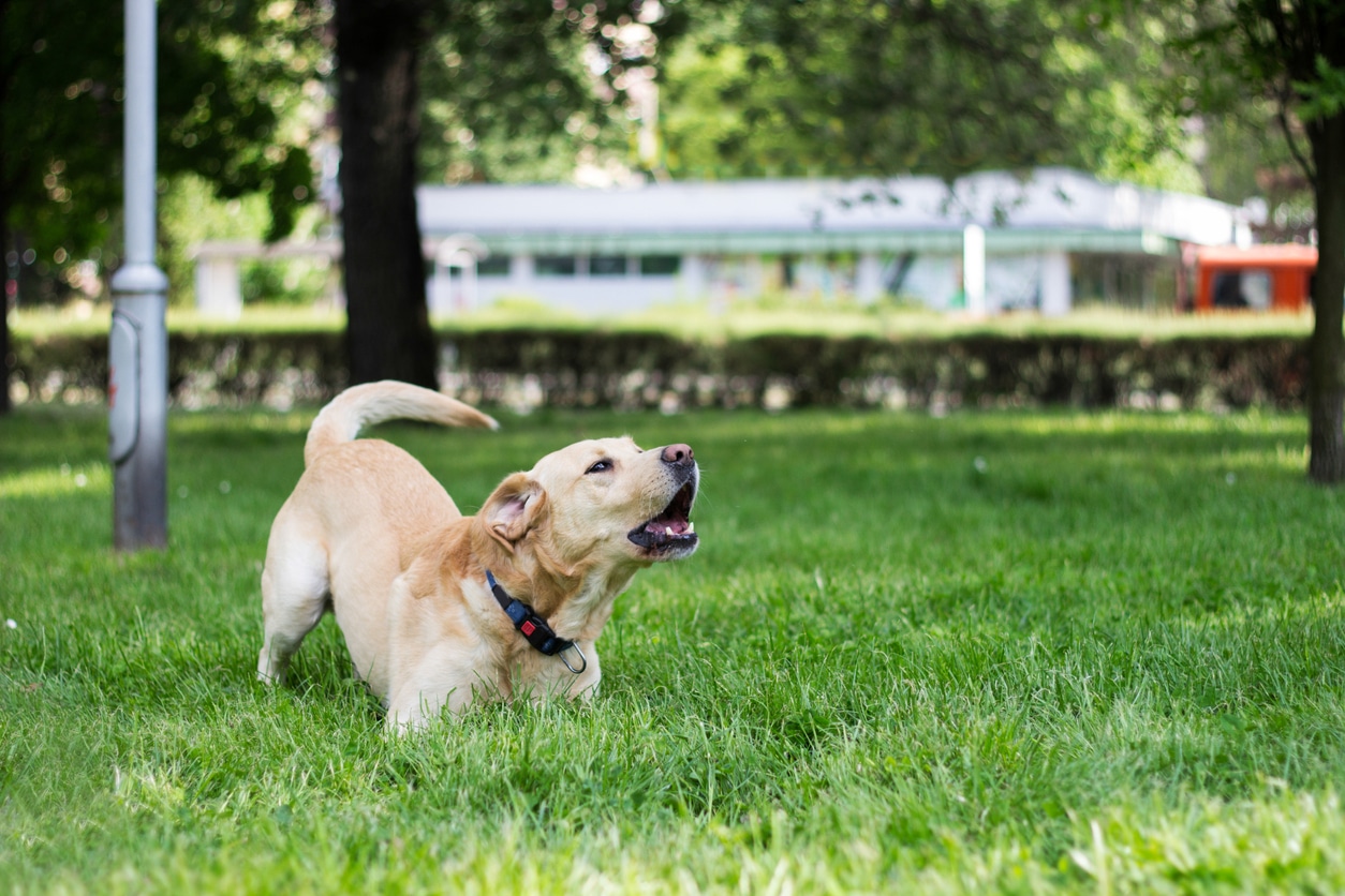 chien race labrador aboyer jouer parc aboiements excessifs
