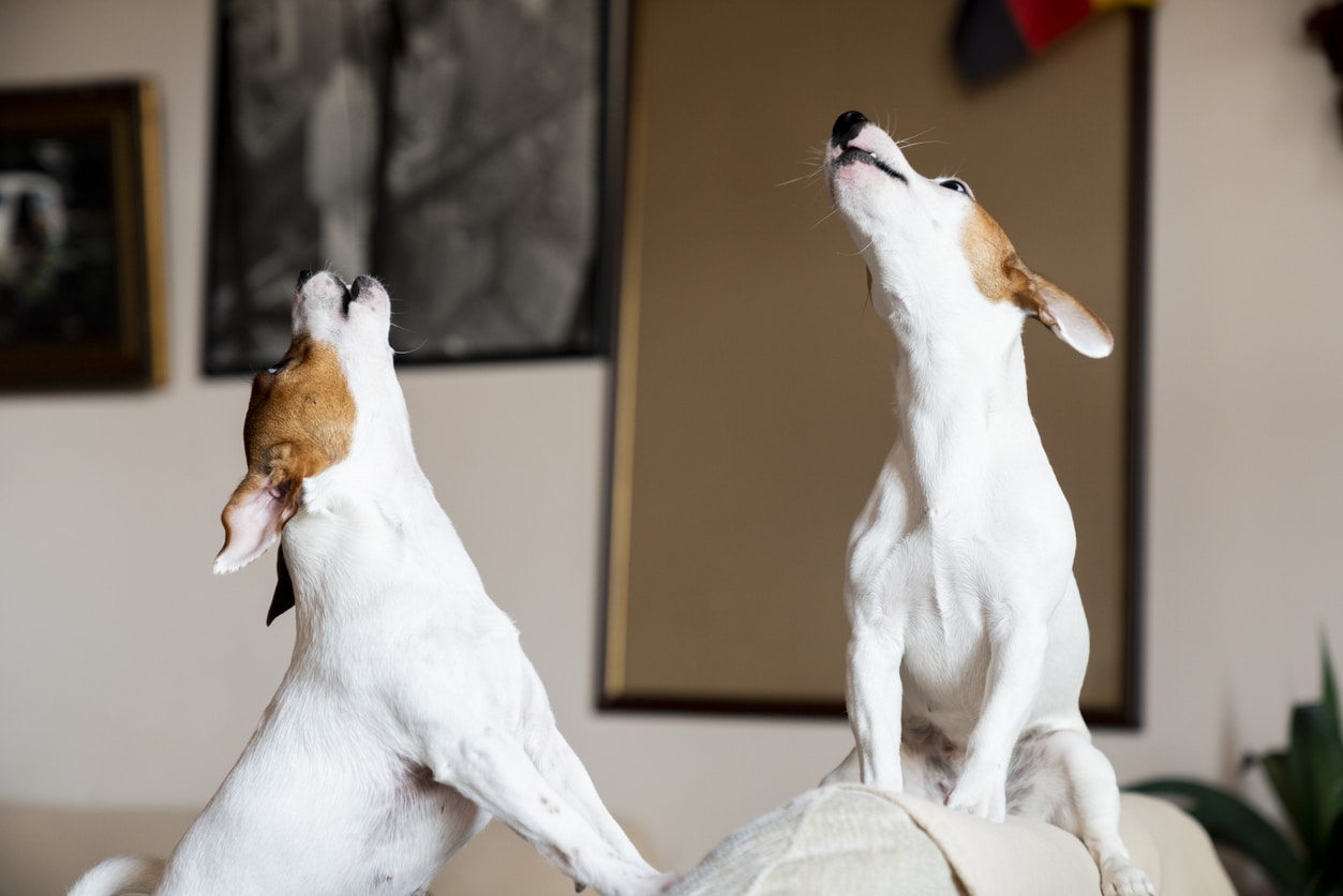 chiens race Jack Russel aboyer seuls maison aboiements
