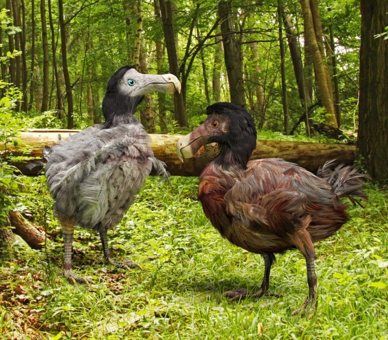 dodo oiseaux forêt disparus recréés