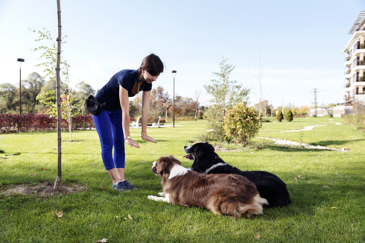éducation canine chiens professionnel femme animaux
