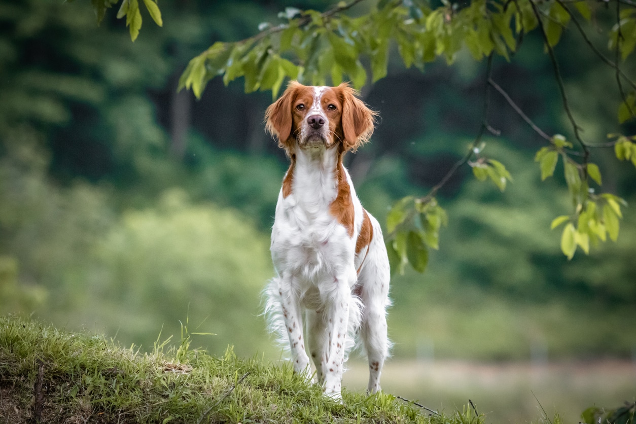 L’épagneul breton, un chien énergique et polyvalent originaire de Bretagne