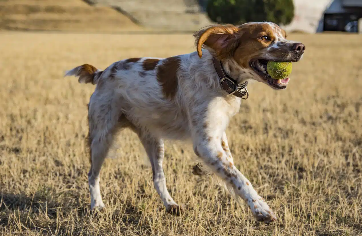 chien race épagneul breton jouer balle courir