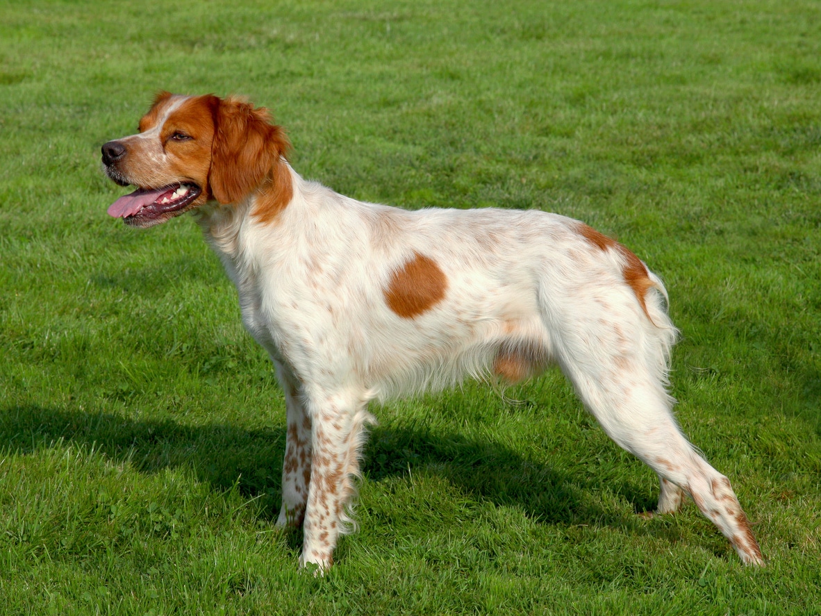 chien race épagneul breton morphologie caractéristiques physiques