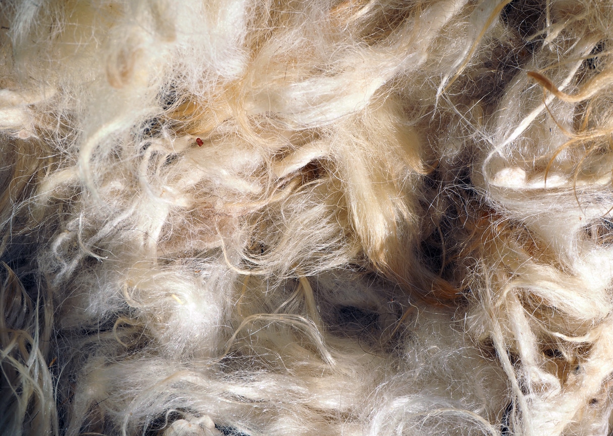 angora laine animale chèvre