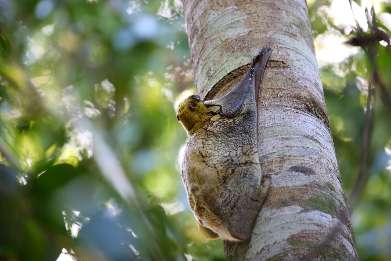 lémurien volant colugo arbre membrane animal Asie