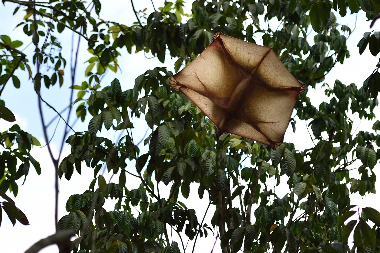 Colugo lémurien volant membrane voler patagium