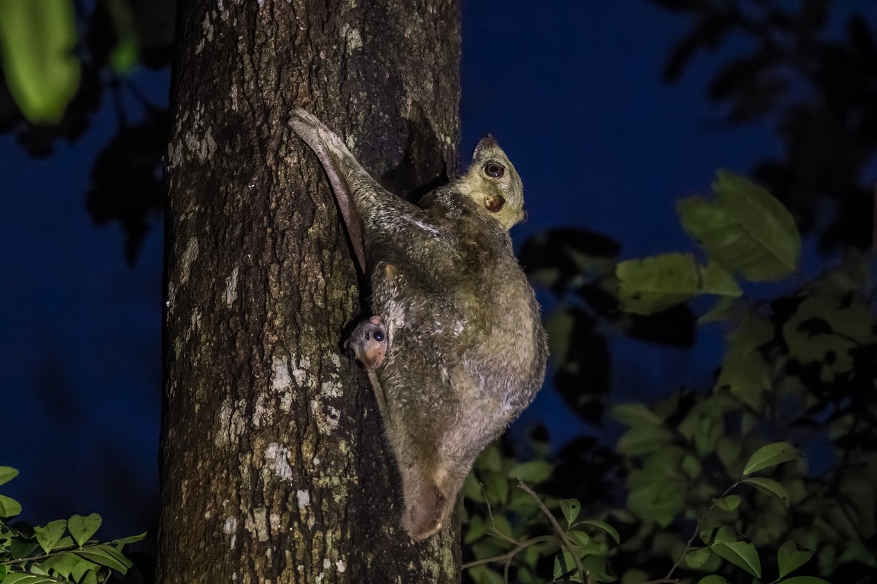 lémurien volant colugo arbre petit mère grimper