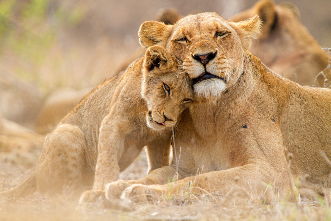 lion bébé lionne lionceau mère