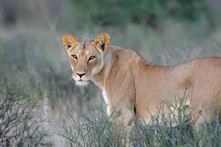 lionne animal sauvage lion savane