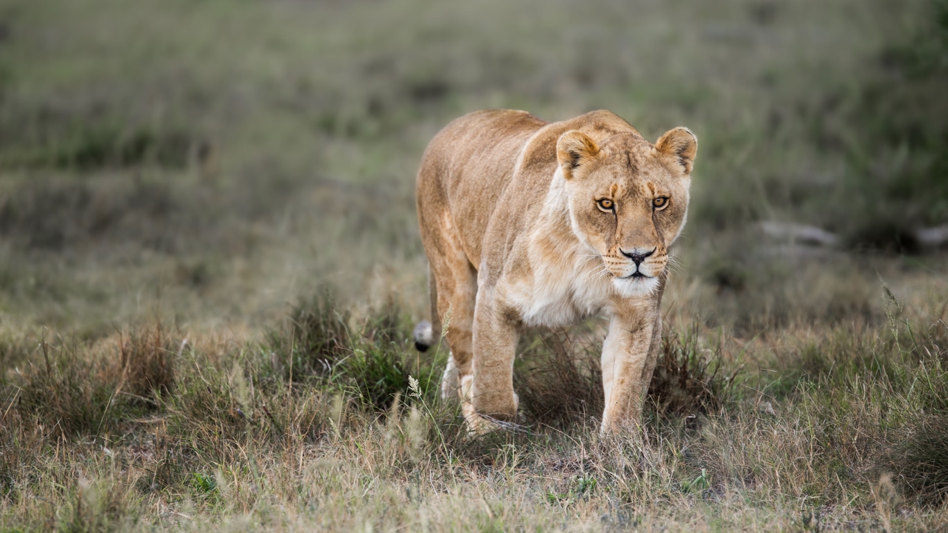 lionne félin savane chasse