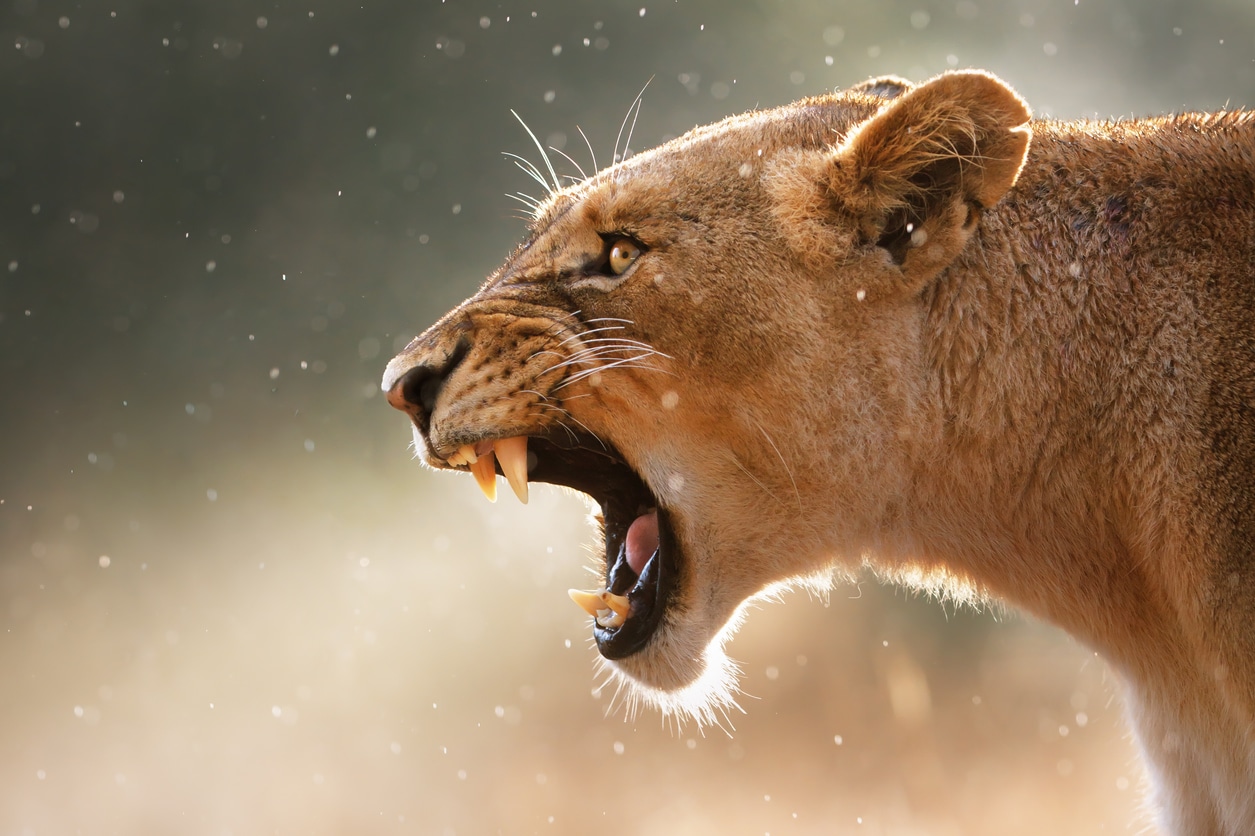 lionne tête rugir cri bouche