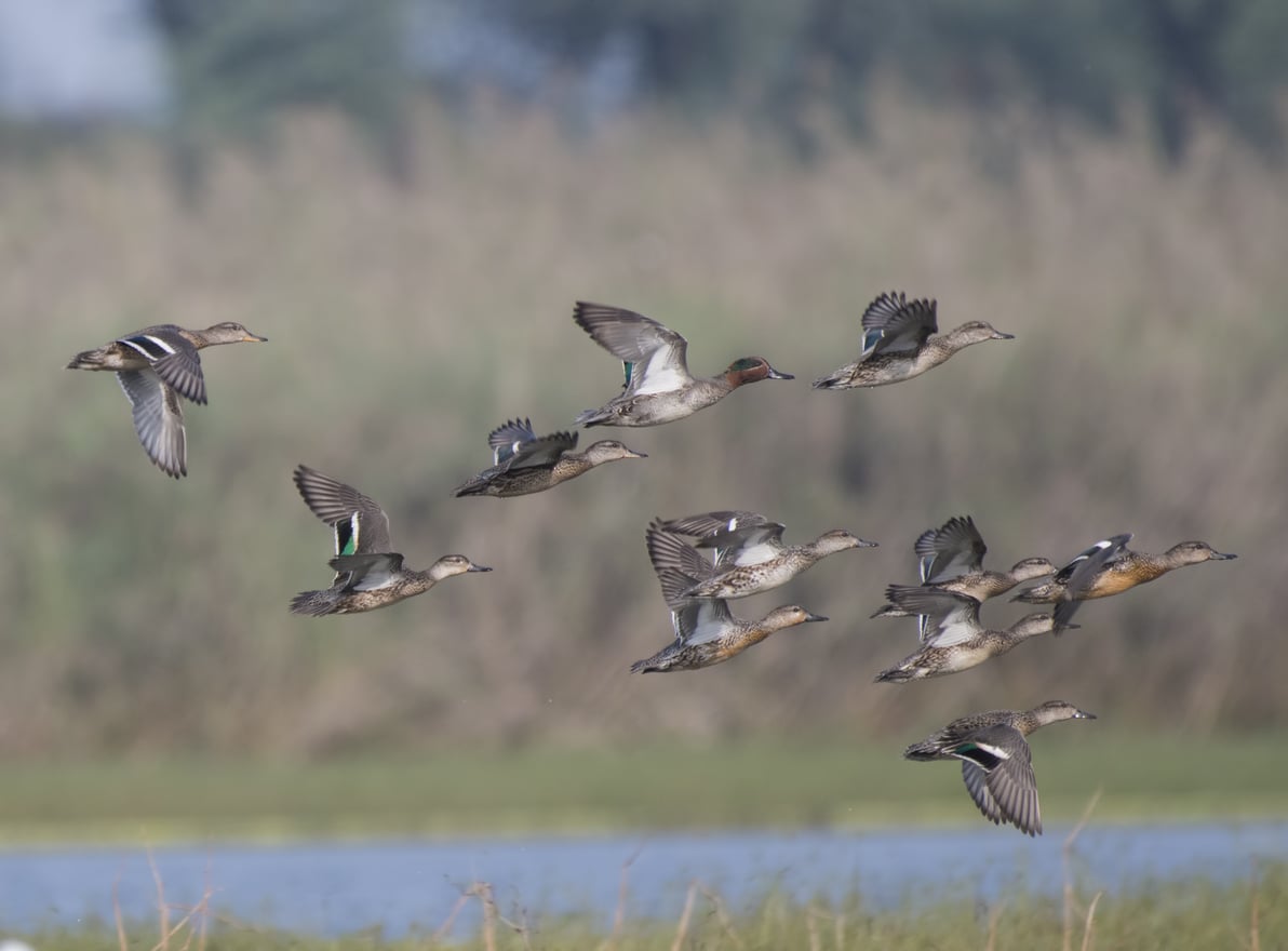groupe de canards voler migration eau oiseaux