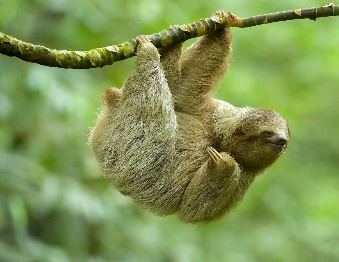 paresseux animal Costa Rica branche pendu mammifère