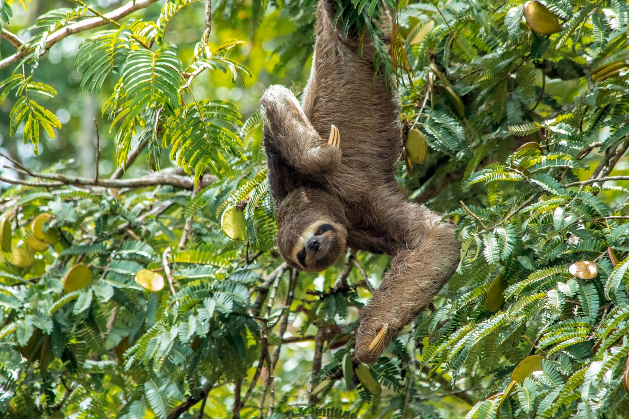 paresseux animal Costa Rica branche suspendu mammifère