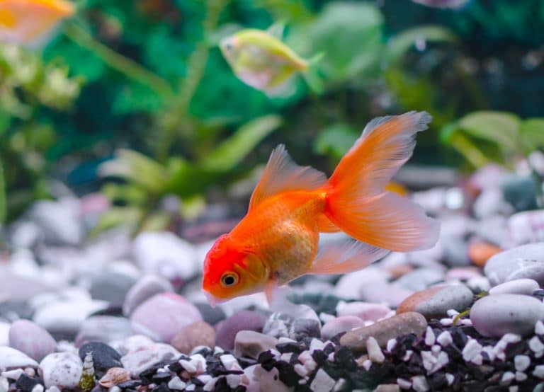 poisson rouge nager gober manger