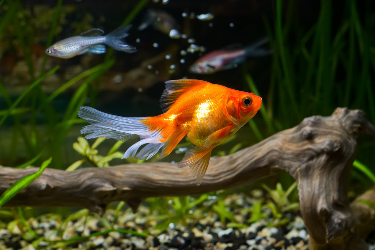 poisson rouge nager aquarium