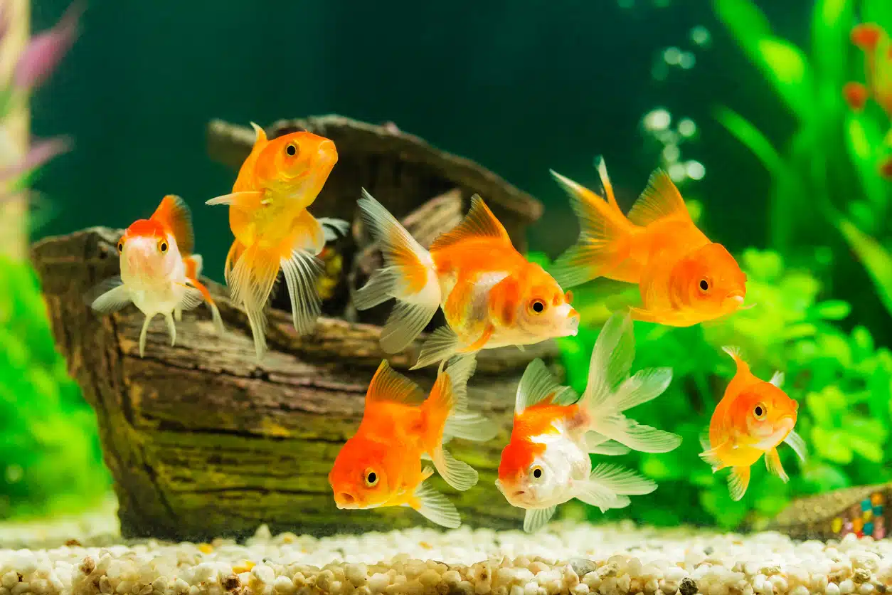 poissons rouges banc groupe aquarium animaux aquatiques