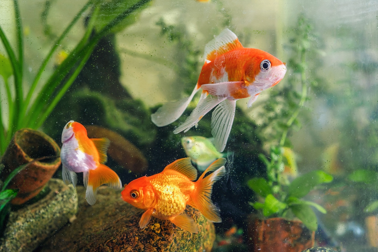 poissons rouges bocal nager