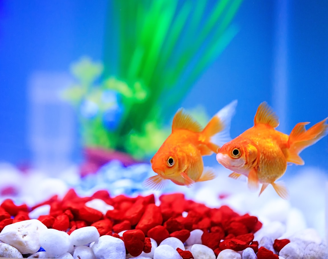 poissons rouges couple nager aquarium
