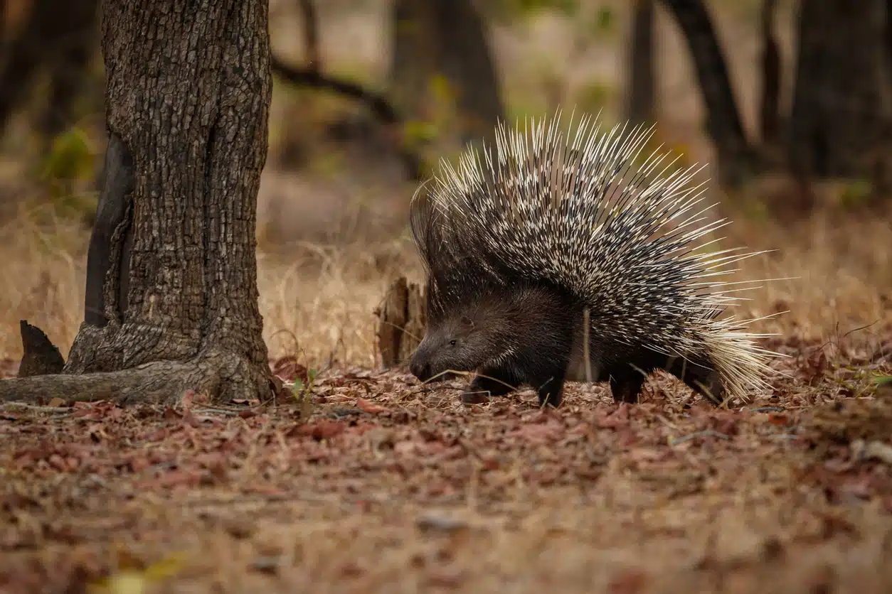 porc épic arbre forêt sauvage nature animal