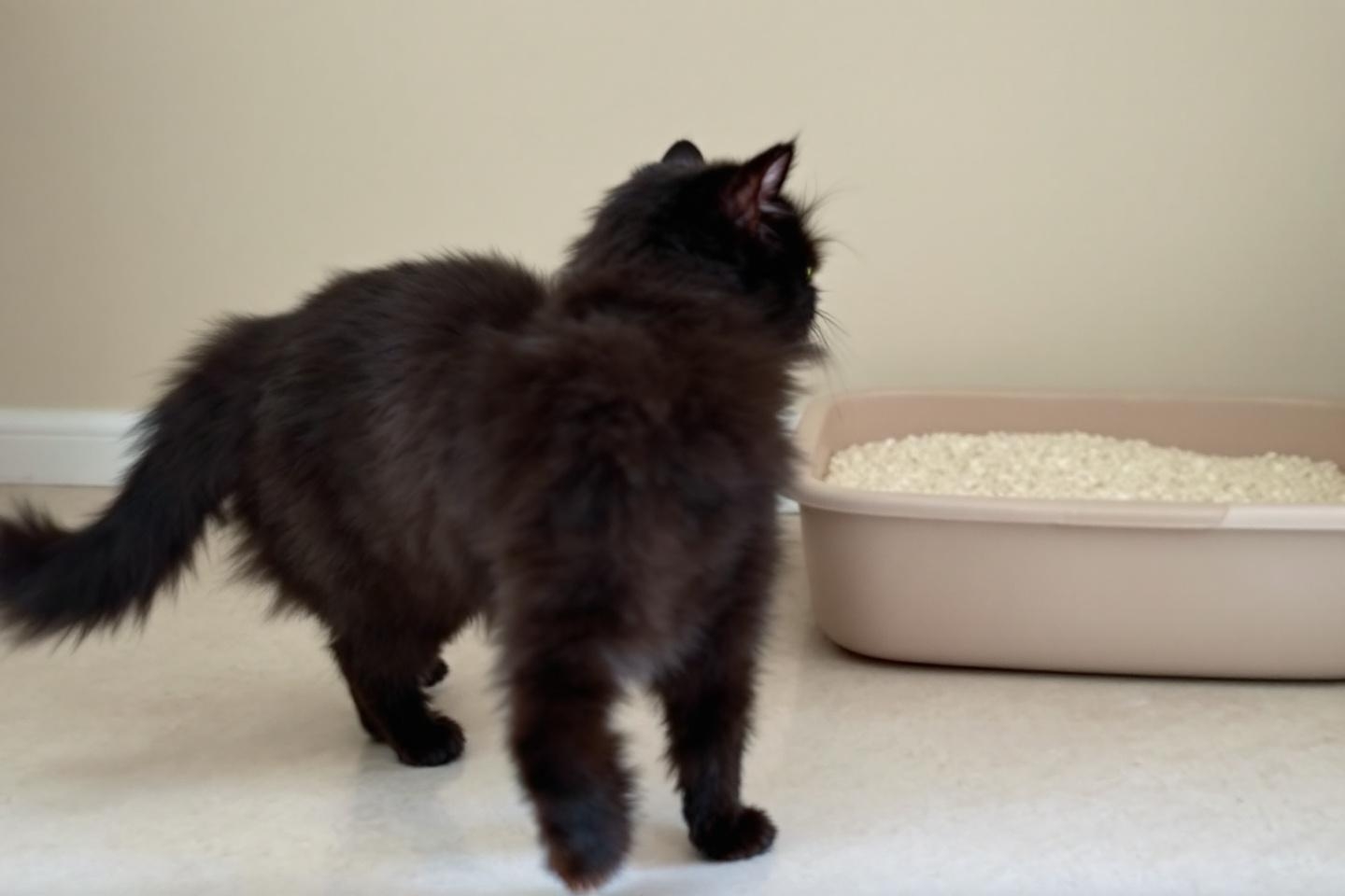 Il refuse soudain d’aller dans sa litière ? Les vraies raisons qui poussent les chats à bouder leur bac