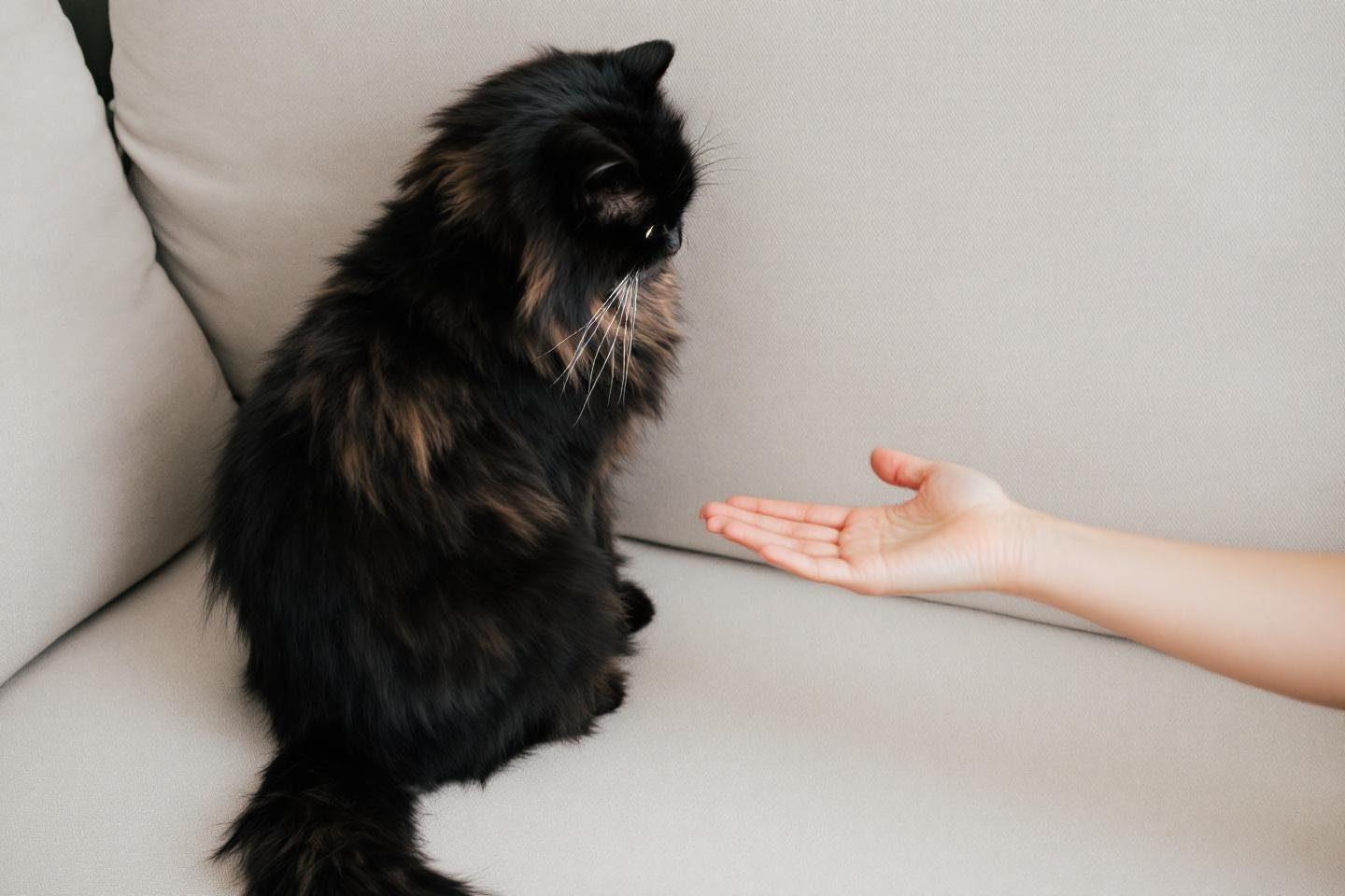Mon chat fuit soudain mes câlins : le signe qui peut révéler un problème de santé à ne pas ignorer