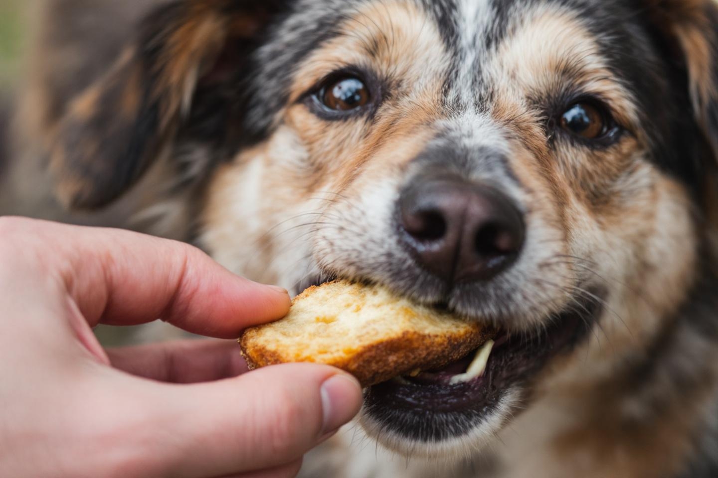 Fruits, barbecue et glaces : ces aliments estivaux qui mettent en danger la santé de votre chien