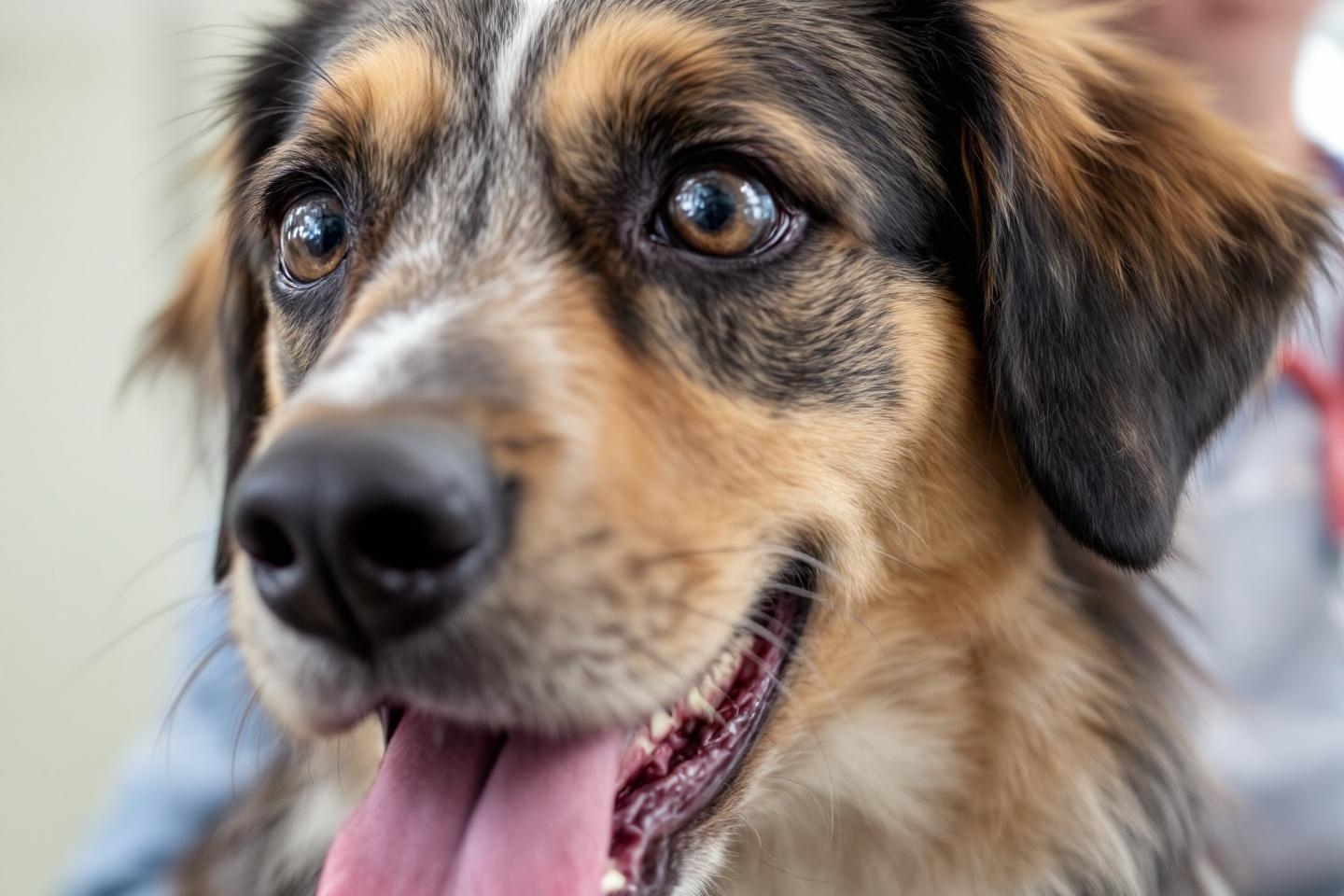 Mutuelle pour chien : comment reconnaître la meilleure couverture santé selon ses besoins et éviter les exclusions surprises ?