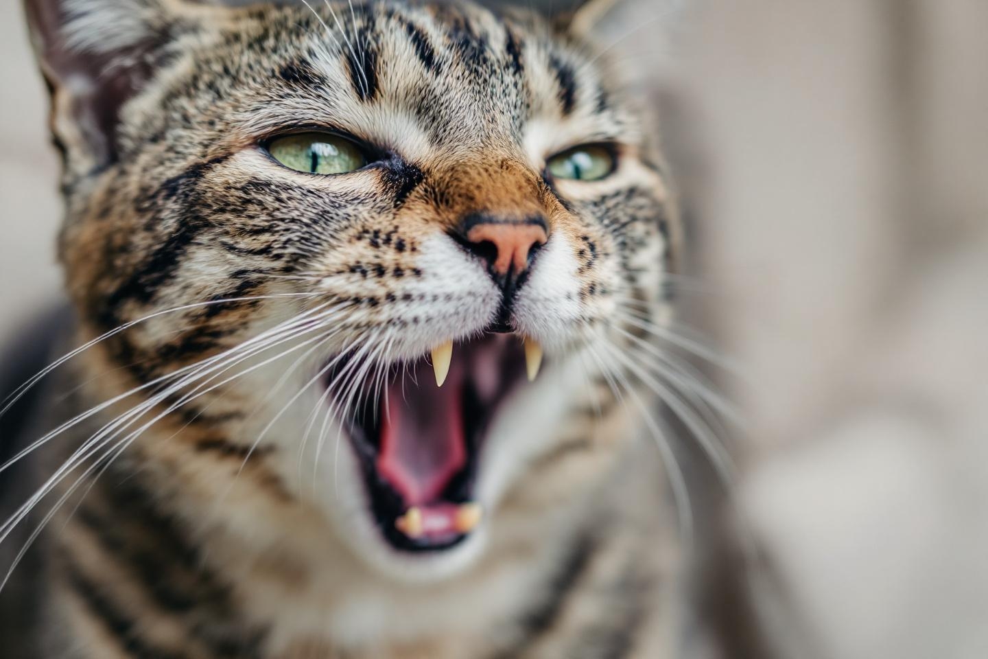 Haleine de chat désagréable : les vrais signes qui doivent vous alerter sur sa santé