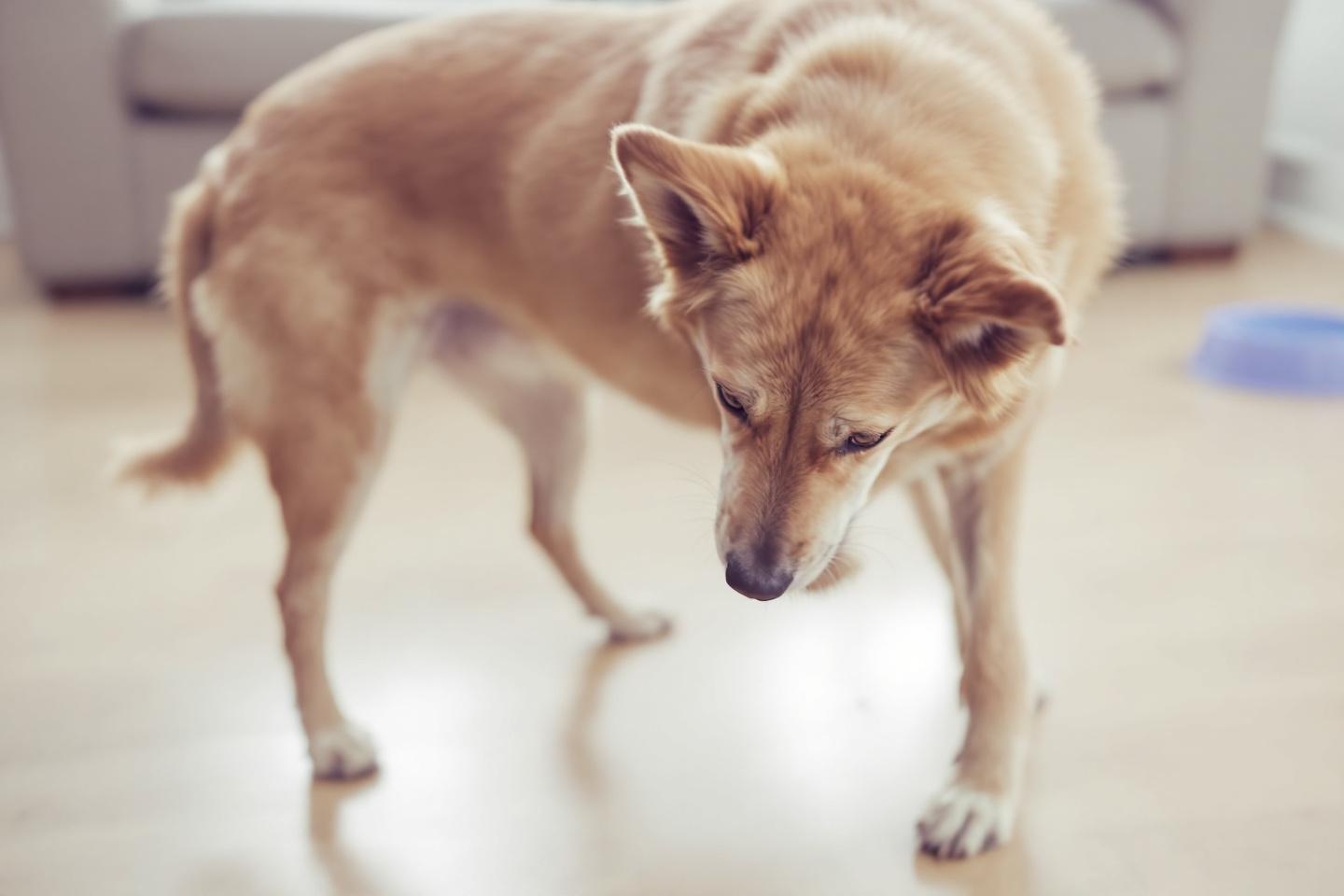 Votre chien perd en vivacité ? Les signaux discrets de la cataracte à connaître pour réagir à temps