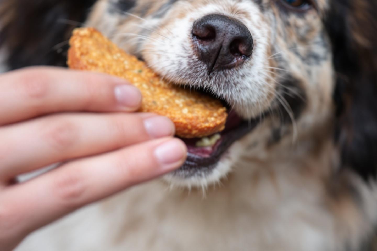 7 aliments du quotidien à bannir pour protéger la santé de votre chien