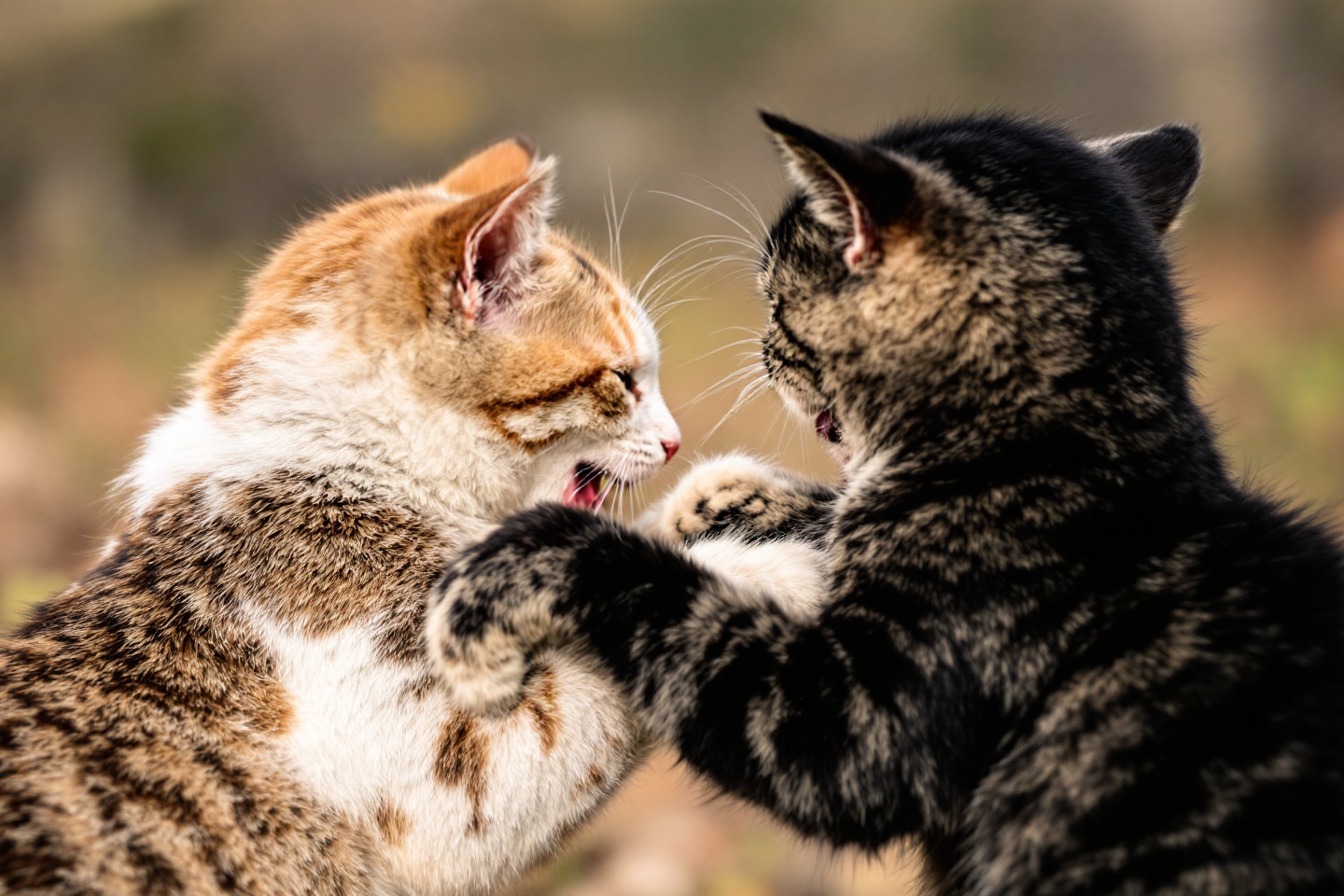 Pourquoi mes chats se disputent-ils autant ? L’erreur dans la routine à éviter absolument