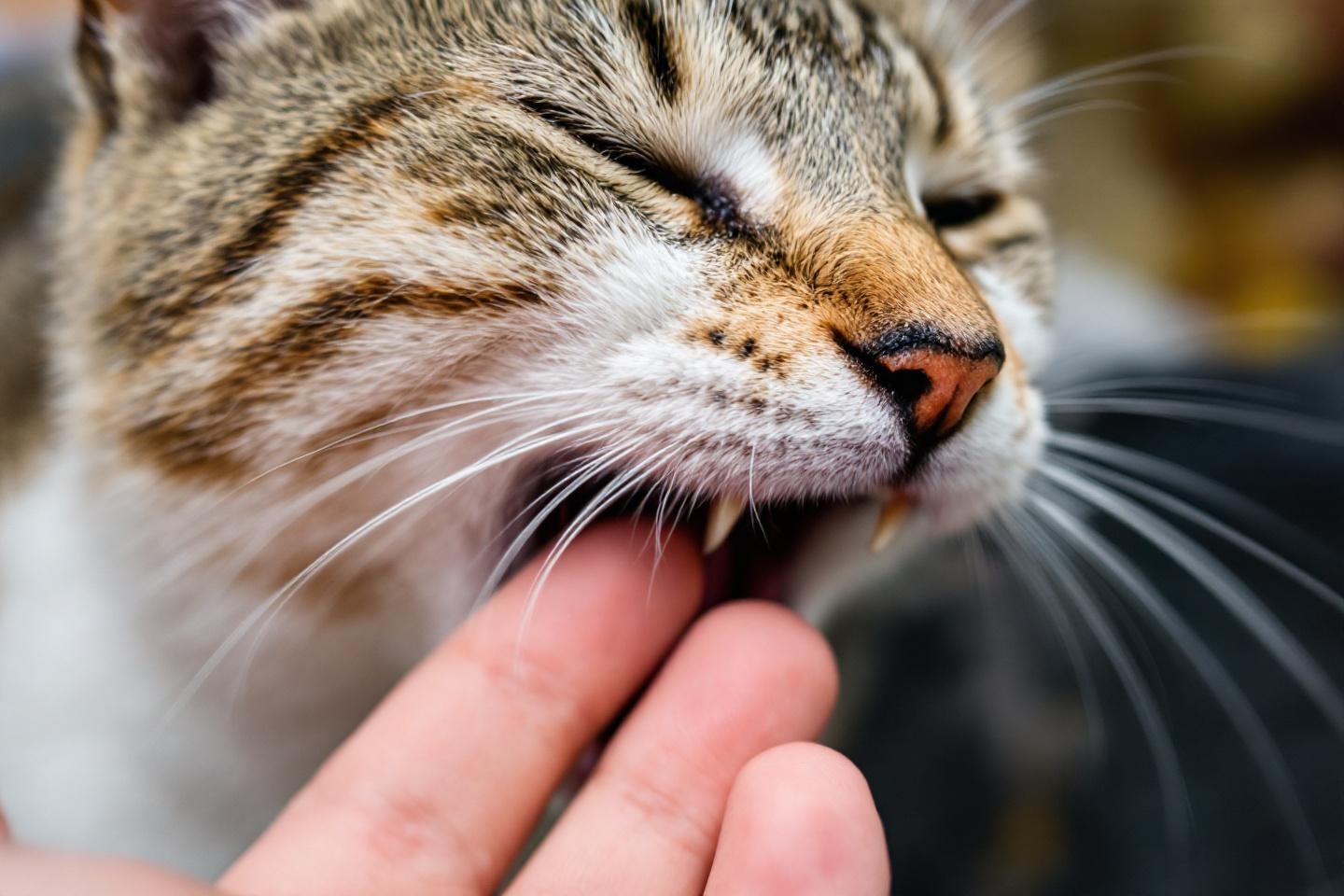Mon chat me mord quand je le caresse : faut-il que je change ma façon de faire ?