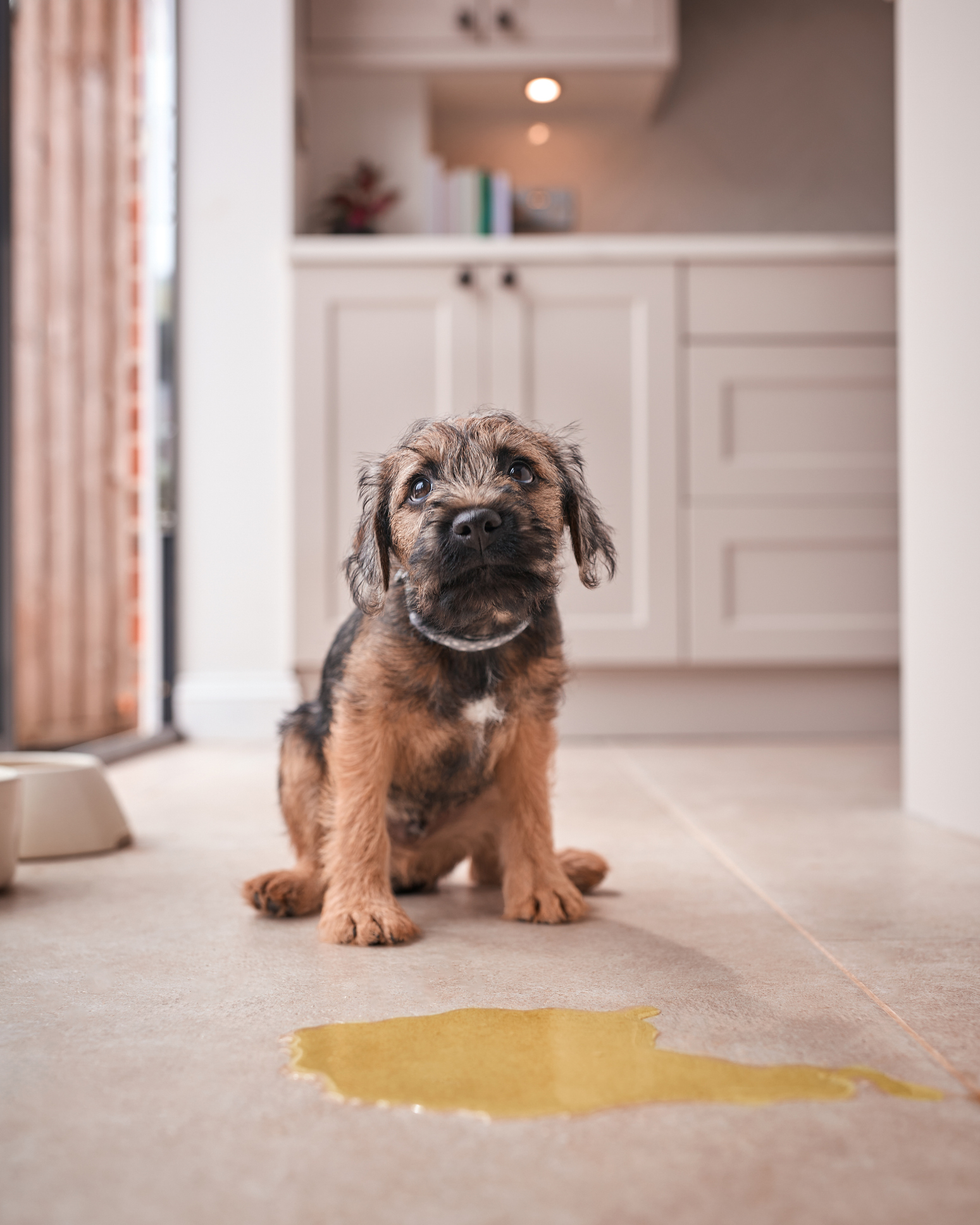 Chien propre qui recommence à uriner dans la maison : stress, maladies ou changement d’environnement ?