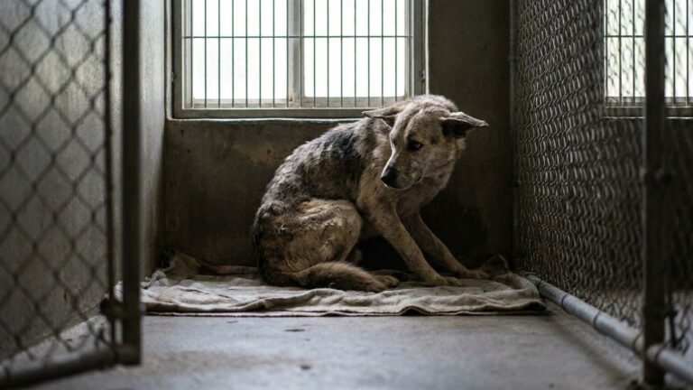 Cette chienne squelettique refusait de quitter son coin du refuge : le jour où une famille a poussé la porte, tout a basculé