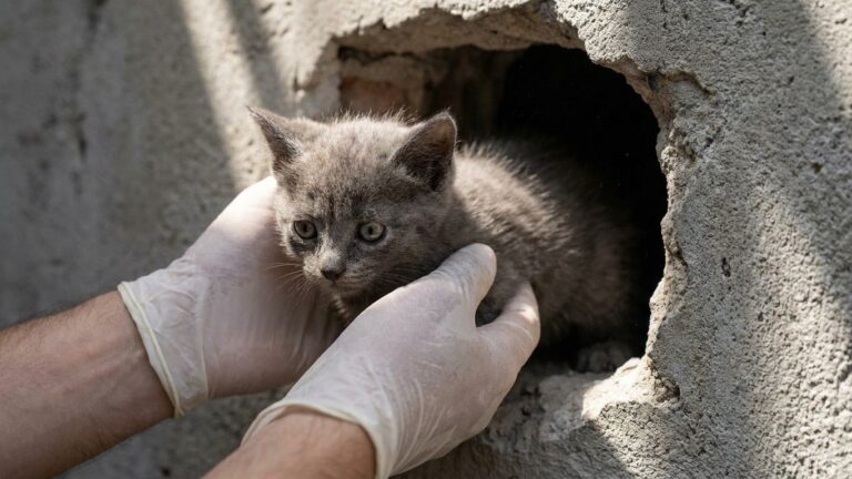 Derrière le mur de cette maison sud-coréenne miaulait un chaton enfermé depuis des jours dans le noir