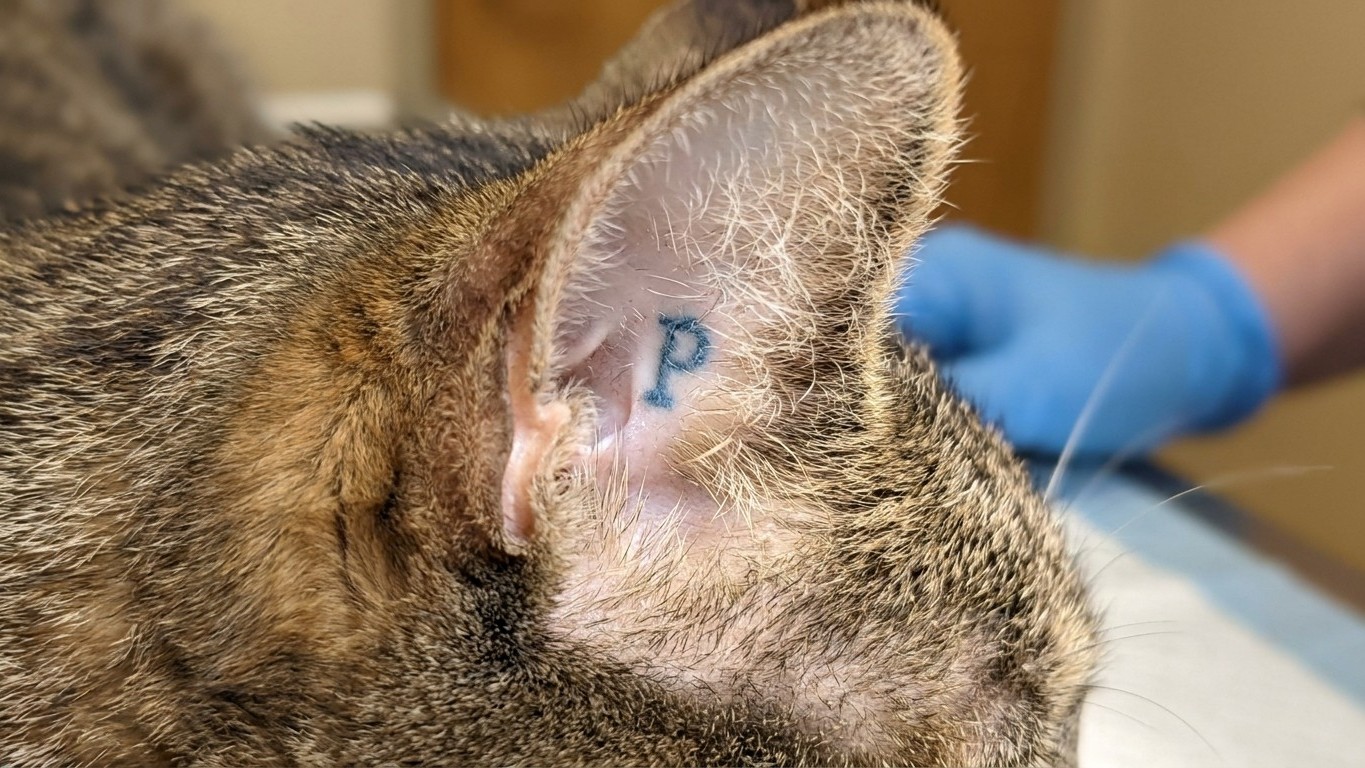 J&rsquo;avais perdu mon chat depuis trois ans et j&rsquo;avais fini par faire mon deuil : le jour où un refuge a scanné une puce, j&rsquo;ai compris que tout n&rsquo;était pas fini
