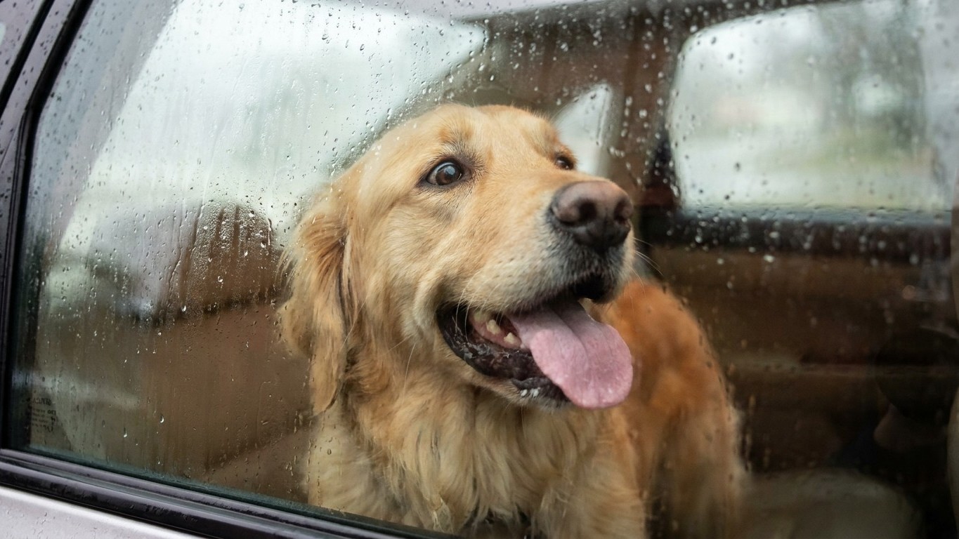 Je laissais mon chien dans la voiture cinq minutes en pleine canicule : le jour où une vétérinaire m'a montré ce que ça dé...